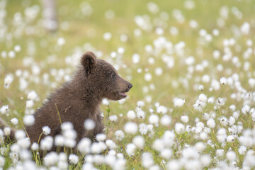 Wall Mural - Brown bear cub (Ursus arctos) sitting on a Finnish bog in the middle of the cotton grass