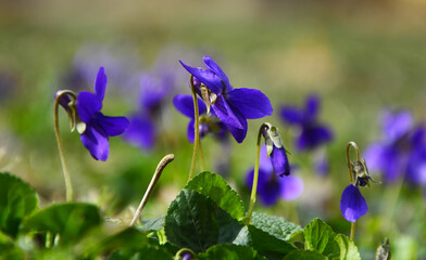 blue flowers in the garden