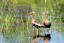 A Pair Of Black-bellied Whistling Ducks Waddling In A Marsh On A Sunny Day.