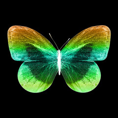 Wall Mural - color butterfly isolated on black