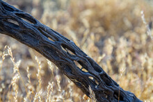 A Detail Of A Cactus Skeleton Lying On The Ground In The Sonoran Desert Of Arizona.