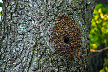 Bees in Swarm at Hole in Tree