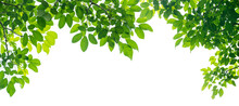 Panoramic Green Leaves On White Background