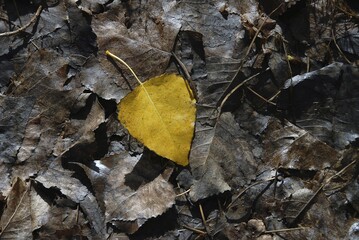 Sticker - Closeup shot of yellow autumn leaf on dried leaves