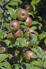 Sticker - Vertical shot of fresh red apples on the tree