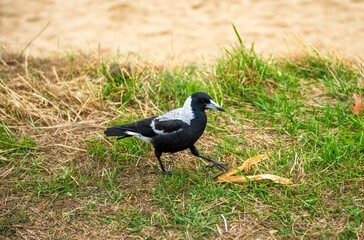 Wall Mural - Black and white bird in a field captured during the daytime