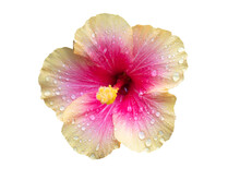 Pink And Yellow Hibiscus Flower Isolated On White Background