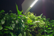 Vertical Green Walls With Plants And Automatic Watering In The Interior