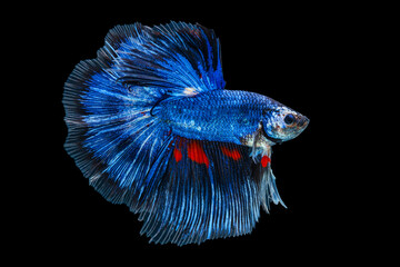 Wall Mural - The moving moment beautiful of blue siamese betta fish or fancy betta splendens fighting fish in thailand on isolated black background. Thailand called Pla-kad or half moon biting fish.