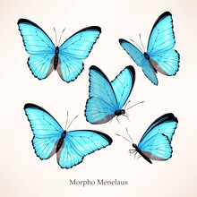 Vector Set Of Morpho In Five Different Views