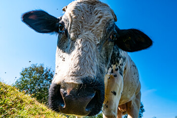 Cow head close-up with sky in background