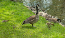 Two Canada Geese And Two Goslings In Park On Grassy Shoreline Near River Nobody