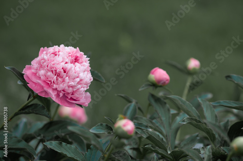 Pale pink peonies on a background of green leaves.
