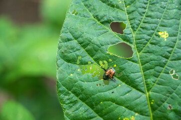 Canvas Print - Japanese beetle