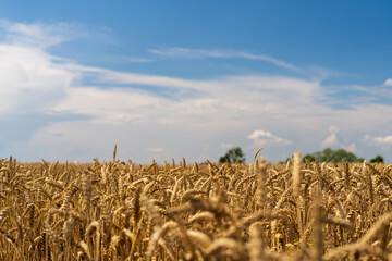 Panorama of wheat field. Background of ripening ears of wheat field. Beautiful Nature Landscape. 