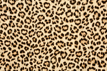 Leopard Skin Background Texture, Real Fur Retro Design, Close-up Wild Animail Hair Modern