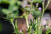Close-up View Of Unblown Flower Of Common Thistle On Blurred Background At Sunny Summer Day.