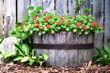 Old Wine Barrel Filled With Red Impatiens Flowers In A Garden