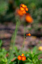 Pilosella Aurantiaca Wild Flowering Plant, Orange Flowers In Bloom
