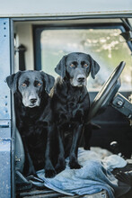 Two Black Labradors Waiting In The Front Seat Of A Land Rover