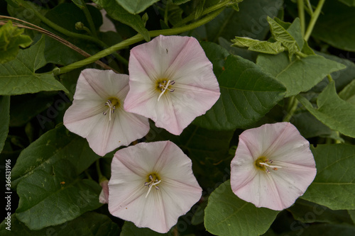 Fotografía Summer. A bindweed is blooming in the meadow near the house.