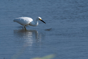 Wall Mural - Snowy Egret catching small fish in lake with beak