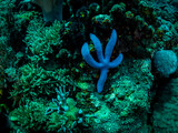 Fototapeta  - Colorful coral reef and starfish, underwater photo, Philippines.
