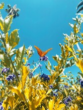 Monarch Butterfly Open Wingspan