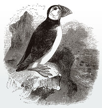 Threatened Atlantic Puffin, Fratercula Arctica In Side View Sitting On A Cliff By The Sea, After An Antique Illustration From The 19th Century