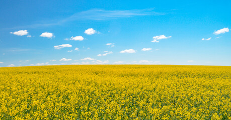 Yellow field and blue clear sky. Landscape and nature