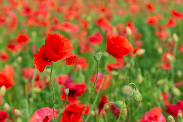 Wall Mural - Colorful red poppy field.