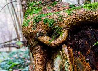 green moss on the roots of a huge tree above ground