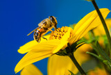 ape che si nutre su un fiore giallo con uno sfondo blu