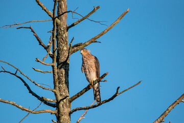 broad wing hawk on a drift
