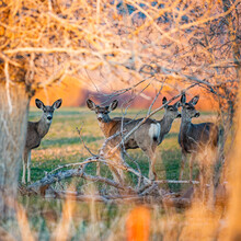 USA, Idaho, Picabo, Herd Of Deer In Field