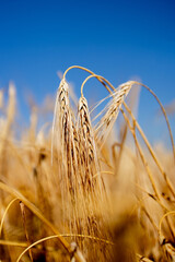 Close up of stems of gold and ripe rye. Concept of great harvest and productive seed industry