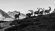 group of ibex in mountains