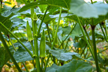 Close-up Of Green Okra In The Garden. The Plant's Large Leaves Shade The Developing Pods.