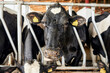 © Westend61 - Close-up of black cow standing in pen at dairy farm