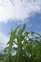 Sticker - Corn Plants