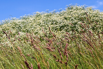 White garden daisy in a floral summer background. Leucanthemum vulgare. Flowering chamomile and gardening concept in a beautiful nature scene with blooming daisies