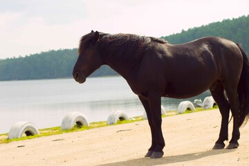 black horse at a watering hole in summer