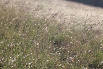 Grassy Field