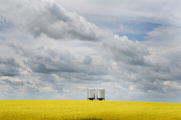 Grain silos on a blooming yellow canola field under a dramatic sky on the Canadian Prairies.