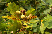 Autumn Oak Branch With Acorns