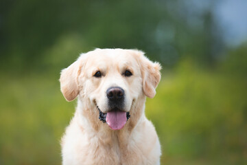 Wall Mural - Cute golden retriever dog in the green grass and flowers background.