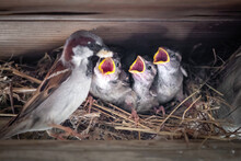 Close Up Of A Nest With A Sparrow Is Feeding Its Three Chicks