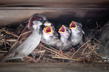 Close up of a nest with a sparrow is feeding its three chicks