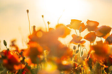 Wall Mural - Blooming red poppies in a summer meadow