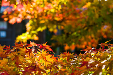 The maple is colored in beautiful red and yellow.